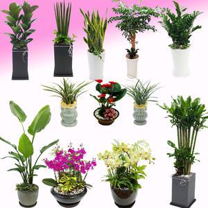 개업화분 꽃집 화원