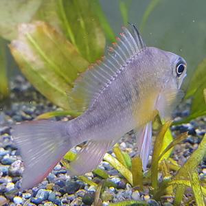 [신세계수족관] 볼리비안(황제) 라미레지 5cm 2마리