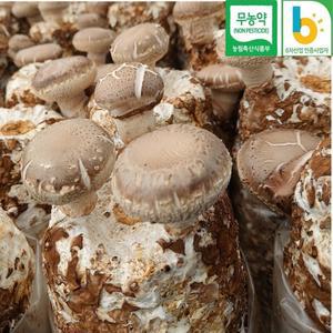 표고버섯 키우기 기르기 집에서 버섯키우기 키트 종균 배지 요리 체험 4개묶음