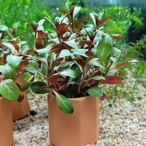 루드위지아 다이아몬드 포트수초 어항 수족관 은신처