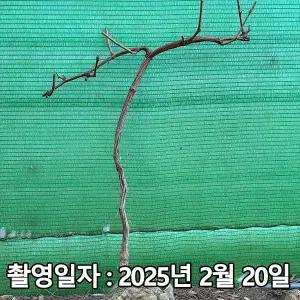 청포도 / 샤인머스켓 / 삽목3년 / 분