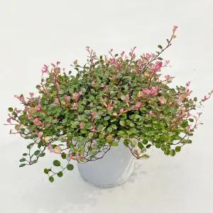 핑크트리안 핑크브리즈 중형 식물인테리어 거실화분 실내화초