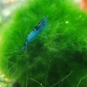 열대어 블루벨벳 새우 10마리 A급 관상용 수초어항