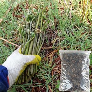 제주도 말린 건고사리 햇 고사리 자연산 국산 1kg 1키로