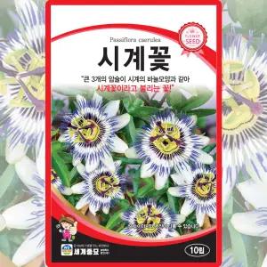세계종묘 시계꽃 씨앗 10립 덩굴성 다년생 시계꽃씨 종자
