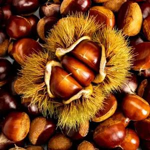 제철진미 제철 햇 부여밤 햇밤 대사이즈 5kg