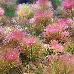 레드카붐바 3촉 수초 어항 수족관