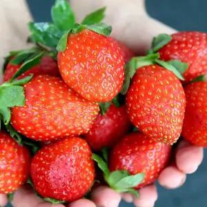 [맛군]당일수확 제철 논산 새콤달콤 설향딸기 특과 1팩 (750g, 24~30과)