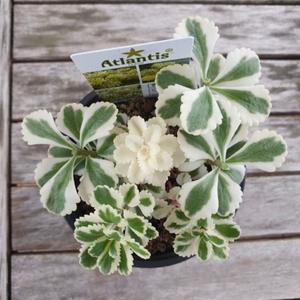 실내에서 키우기좋은 아틀란티스 화분 공기정화식물 (WF107A5)