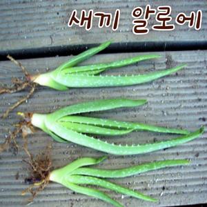 [아트플라워] 새끼알로에 이파리 식용 알로에베라