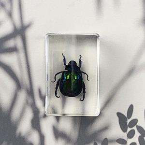 곤충표본 크리스탈 수지 곤충박제 파충류 곤충용품 풍뎅이 아크릴1p 인테리어