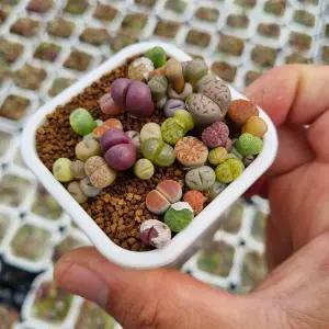 [한선원] 리톱스 믹스 파종 모듬 품종 1포트 랜덤발송 아프리카 다육 식물 미니 희귀 선인장