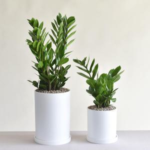 금전수 돈나무 개업화분 집들이 승진 이사 축하선물 플라스틱화분