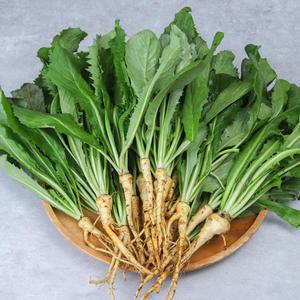 생 고들빼기 3kg