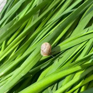 산지 당일작업 부추 특 4KG 충남 햇부추 손질 노지 햇부추