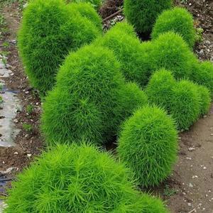 댑싸리 모종 대싸리 당축 당추 빗자루나무 코키아 키우기 A02