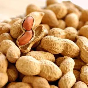 25년수확 국내산 햇 피땅콩 2kg 생땅콩