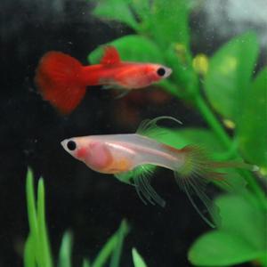 [춘자네수족관]고정구피, 풀레드 글라스밸리 스왈로우 [한쌍] 구피