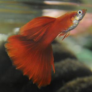 [춘자네수족관]고정구피, 스칼렛풀레드 빅하이도살 프리미엄[수2+암3] 구피