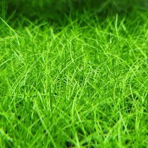 미니 헤어 글라스 40뿌리