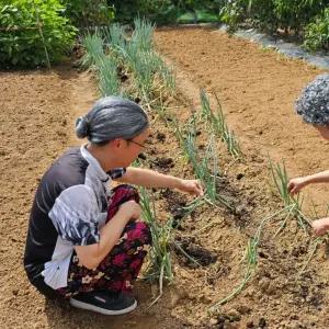 쪽진머리 할머니 가발