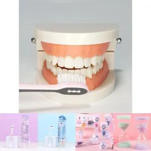 치아관리 양치교육 치아모형/어린이/욕실용/화장실/덴탈/놀이/학습/아동/키즈/유아/가정용/유치원