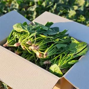 당일작업 포항 영해초 햇 시금치 600g 2단