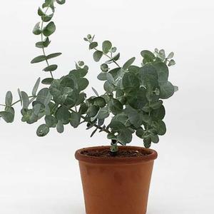 유칼립투스 박스 재배기 채소 선물 가정용 사무실용 허브 쉬운 씨앗 세트 키우기 키트 기르기 식물 화분