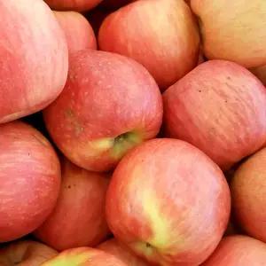 [딜픽]안동 부사 사과 대과 12-16과 5kg내외 가정용