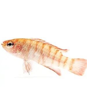 [주니멀열대어]암수불가랜덤[달팽이사냥꾼]스칼렛바디스 다리오다리오 1cm내외(2마리)관상어