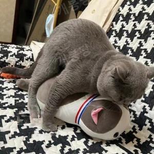 강아지붕가인형 마운팅 터그놀이 고양이 반려견 소형 핑크 애착 강아지 마못아지트 강아지인형