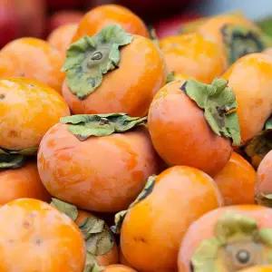 국내산 제철 단감 대과 10kg내외 40-48과