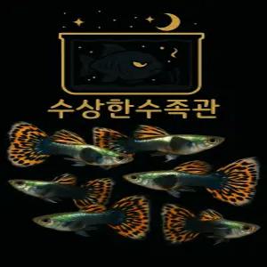 [수상한수족관] [ 구피 ] 모자이크 빅이어구피 수컷10마리세트 / 10마리 / 랜덤발송