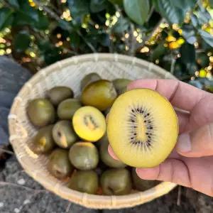 제주 골드키위 고당도 국산 참다래 프리미엄 특대과 3kg (19~21과)