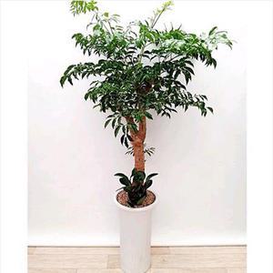 개업화분(해피트리)