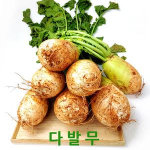 싱싱한 다발무7kg내외 가을무우 싱싱지오