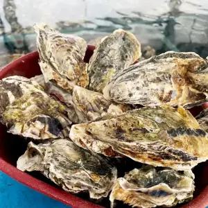 산지 통영 석화굴 15kg