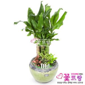 황금죽 개업선물/공기정화식물/전국꽃배달서비스