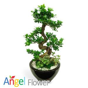 가지마루분재 도자기분재 당일꽃배달