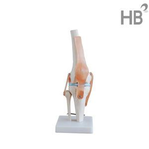 무릎인대모형HEGG-4004 / 무릎모형 관절 학교 의학 실습도구 교육