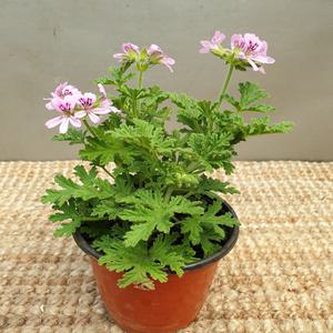 구몬초(소품) 모기가 무서워하는 아이에요