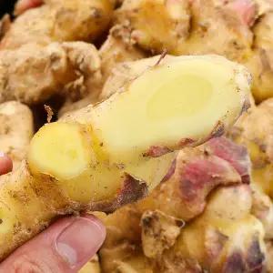 [롯데백화점]친환경팔도 팔도농장 서산 고창 햇 생강 특상품 3kg