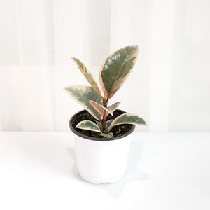 수채화고무나무