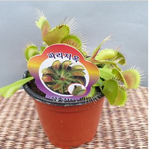 파리지옥(식충식물)