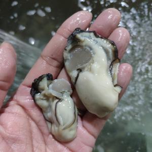 통영1등급 생굴2kg/大小/김장추천/대용량