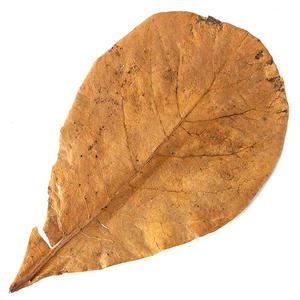 알몬드잎 Almond Leaf (소) 3장