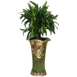 자마이카공기정화식물