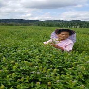 하고초즙/당귀 익모초즙/우슬 두충액/부모님선물/꿀풀/홍화씨/쑥/대추/하고초/예성이네