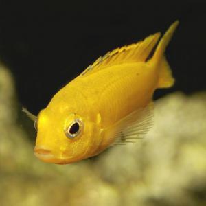 NP 바나나 시클리드 10마리