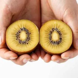 갤러리아 국내산 보성 산지발송 골드키위 3kg/20-24과내외